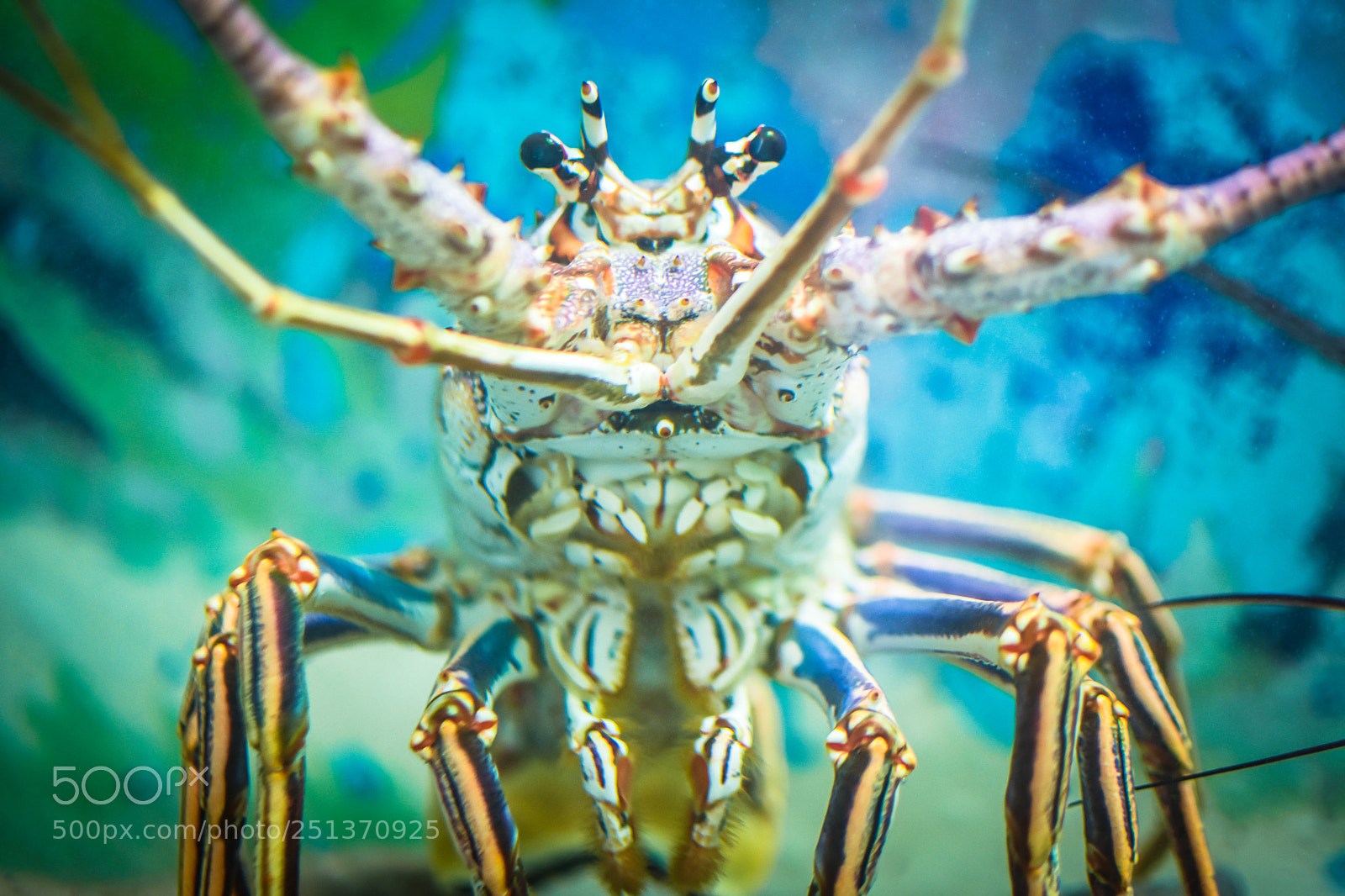 Nikon D7200 sample photo. Lobster stare photography
