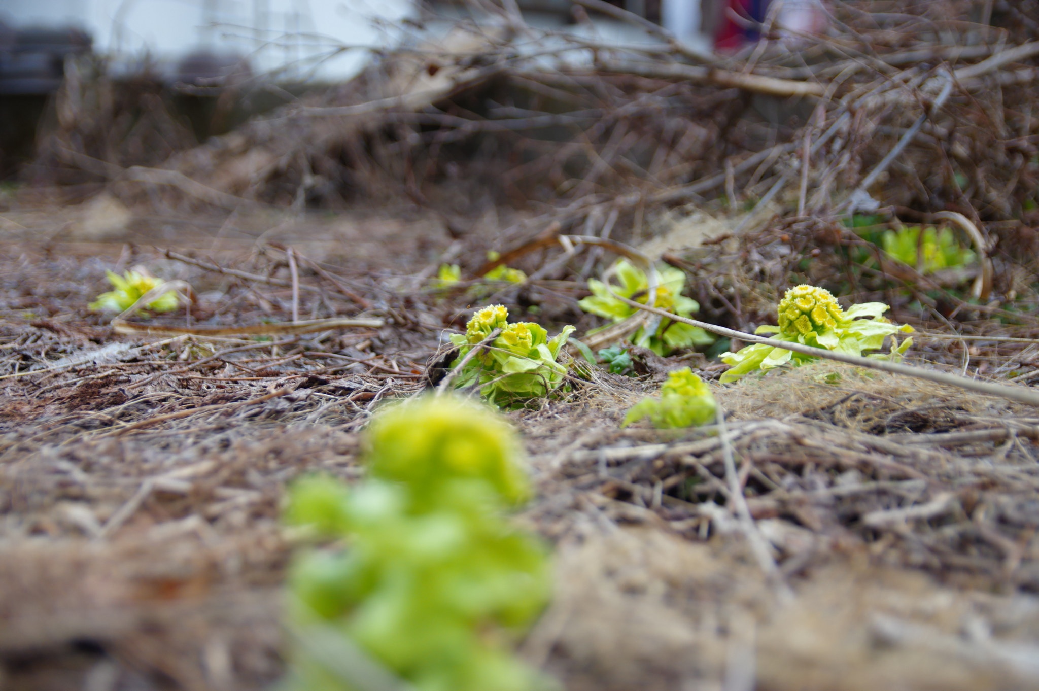 Pentax K-3 sample photo. Spring photography