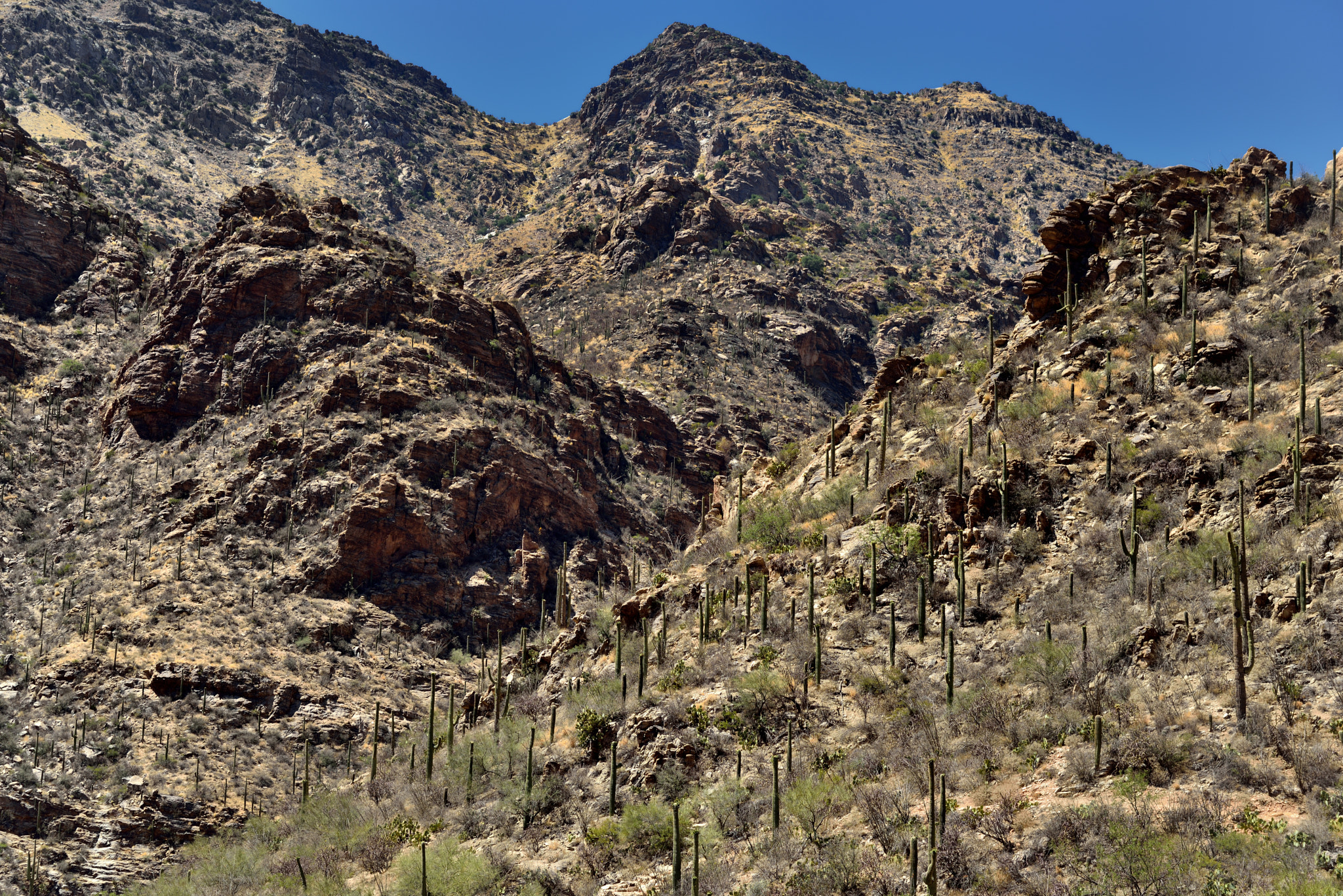 Nikon D800E + Nikon AF-S Nikkor 24-120mm F4G ED VR sample photo. A rugged hillside of rocks, boulders and saguaro cactus photography