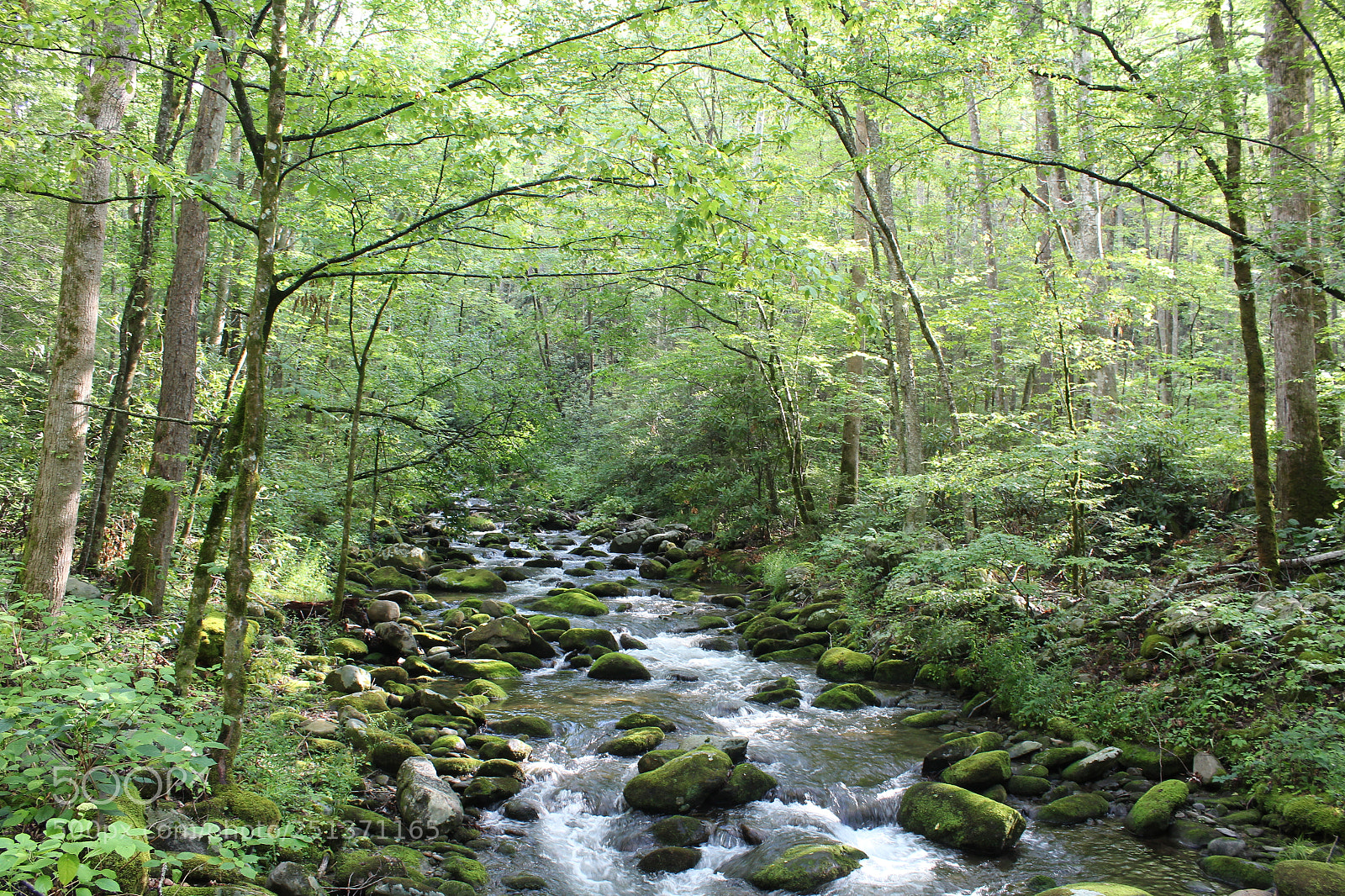 Canon EOS 1200D (EOS Rebel T5 / EOS Kiss X70 / EOS Hi) sample photo. Smokey mountains photography