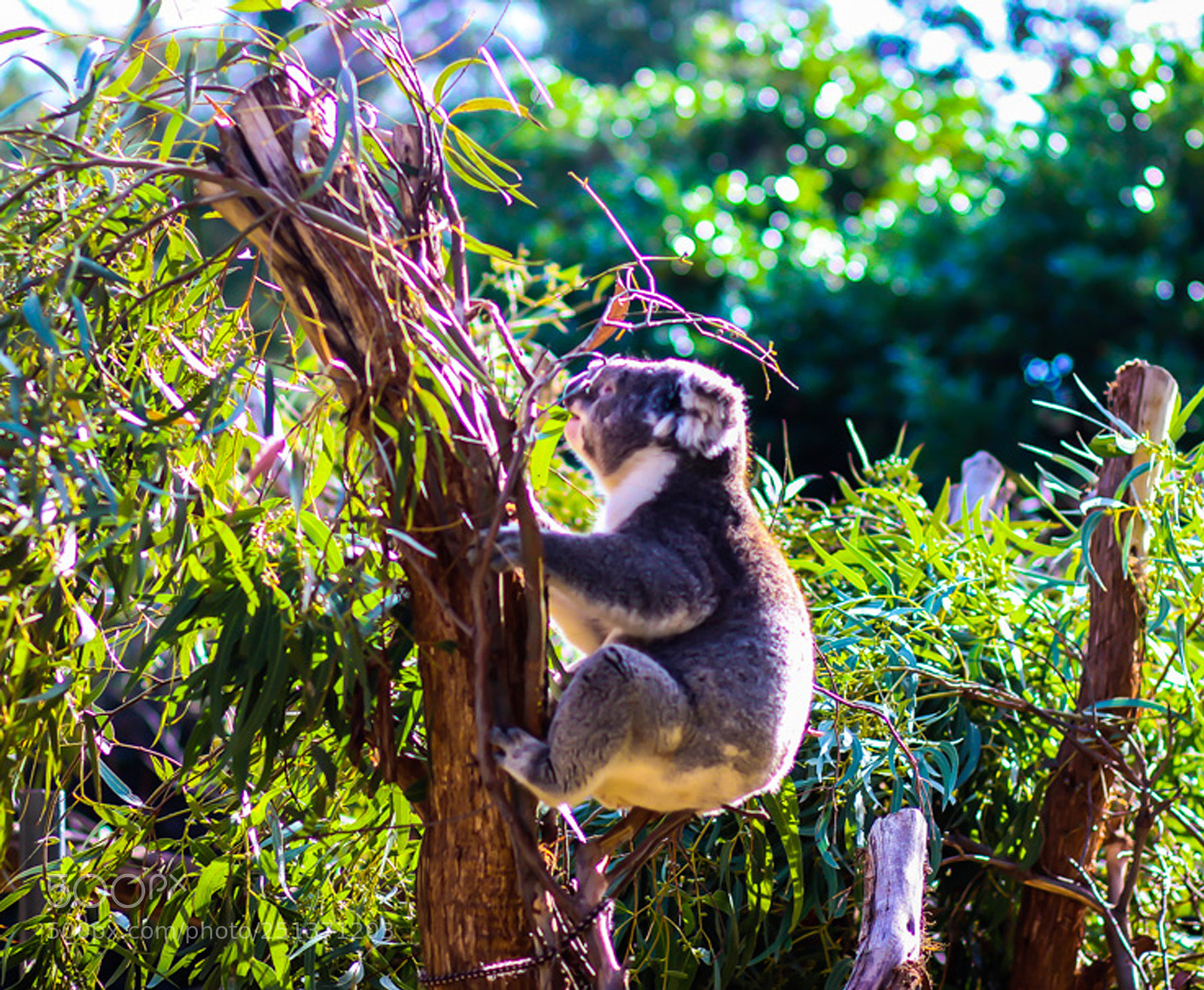 Canon EOS 600D (Rebel EOS T3i / EOS Kiss X5) sample photo. Koala eating eucalyptus leaves photography