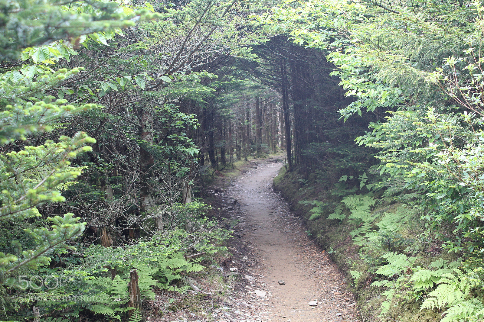 Canon EOS 1200D (EOS Rebel T5 / EOS Kiss X70 / EOS Hi) sample photo. Smokey mountains photography