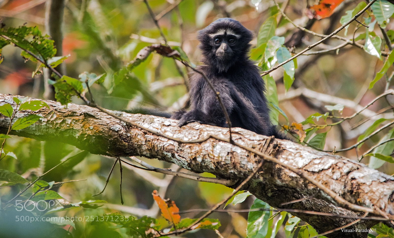 Canon EOS 7D Mark II sample photo. Gibbon / indian ape photography