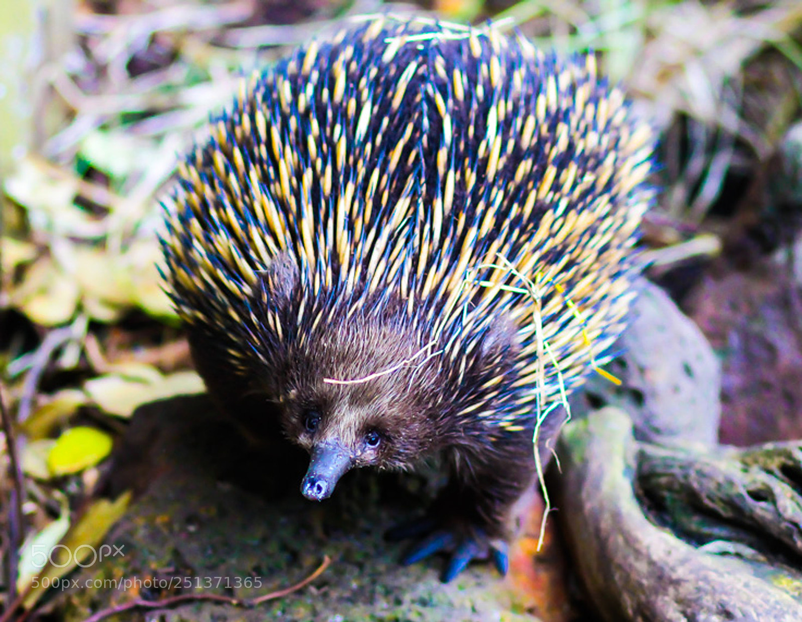 Canon EOS 600D (Rebel EOS T3i / EOS Kiss X5) sample photo. Inquisitive echidna going for photography