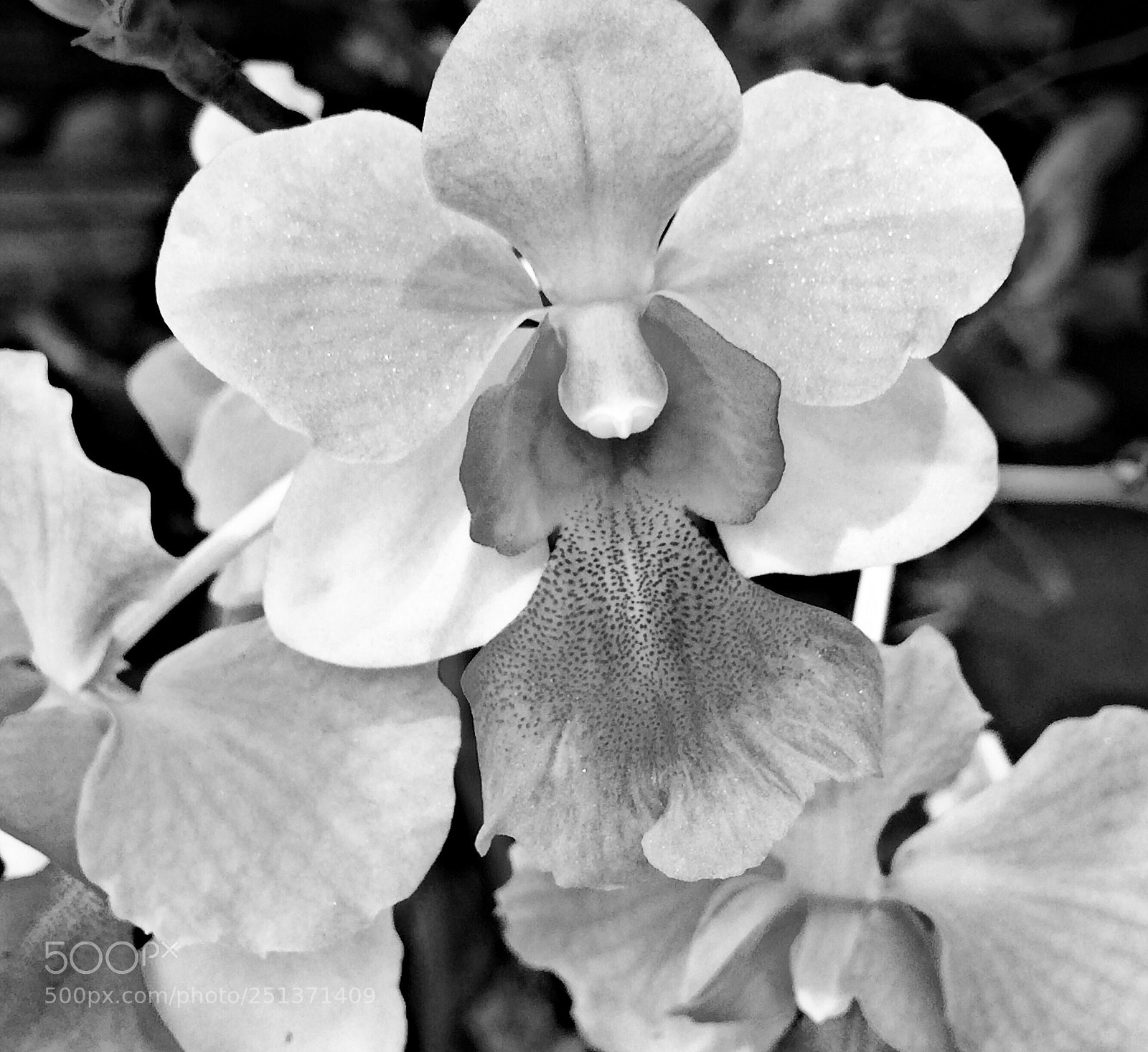 Apple iPhone 5s sample photo. Untitled photography