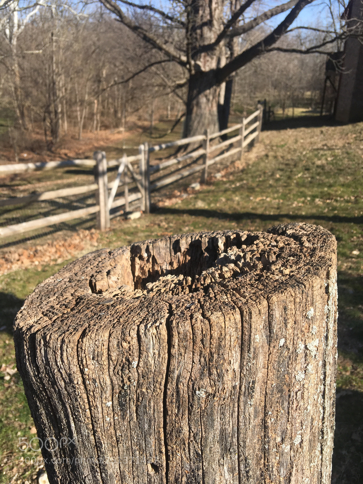 Apple iPhone 6s Plus sample photo. Ole stumpy photography