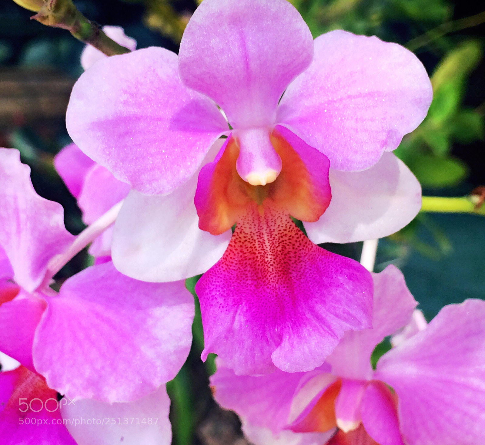 Apple iPhone 5s sample photo. Untitled photography