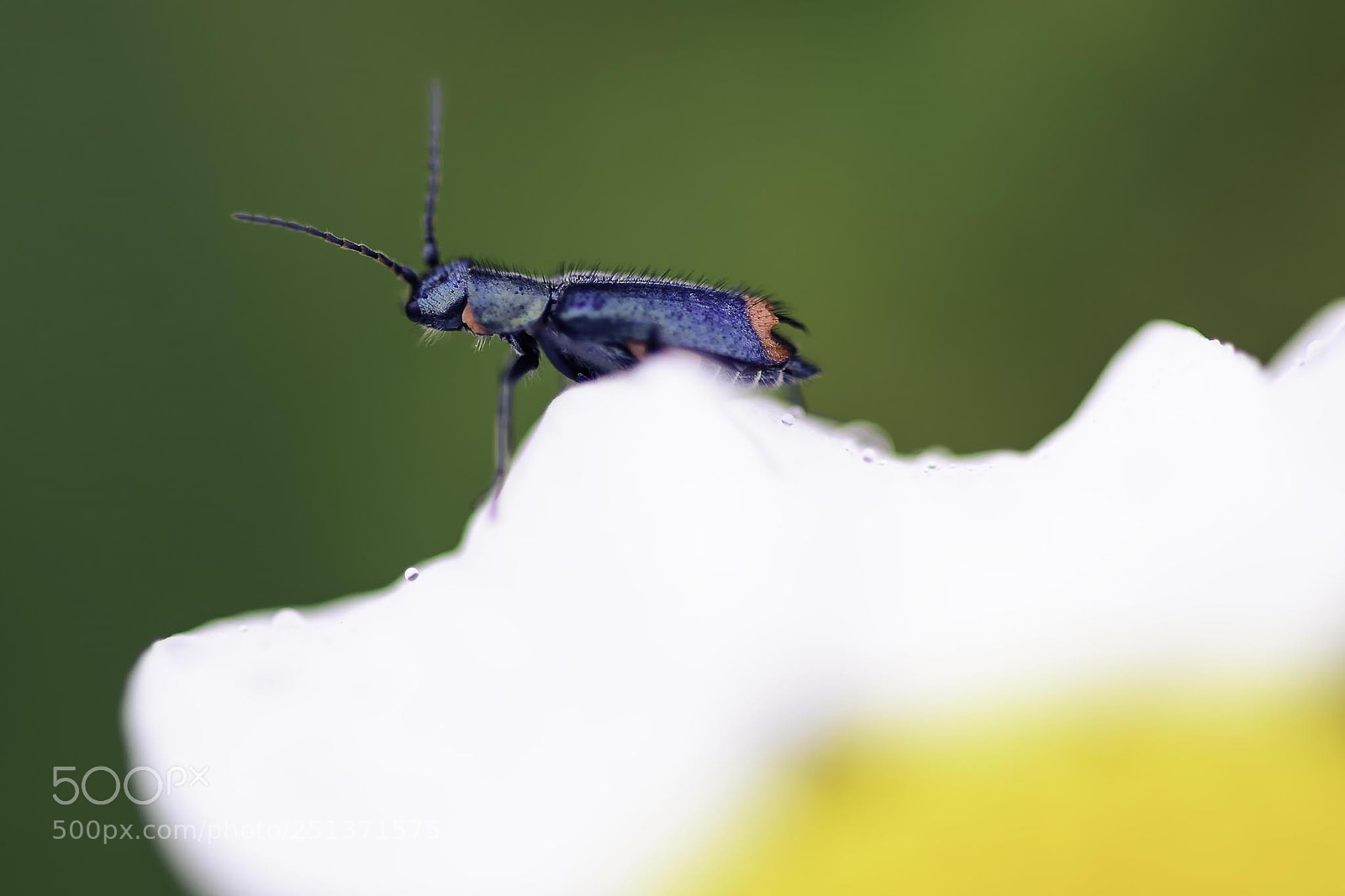 Nikon D7200 sample photo. Macro insect photography