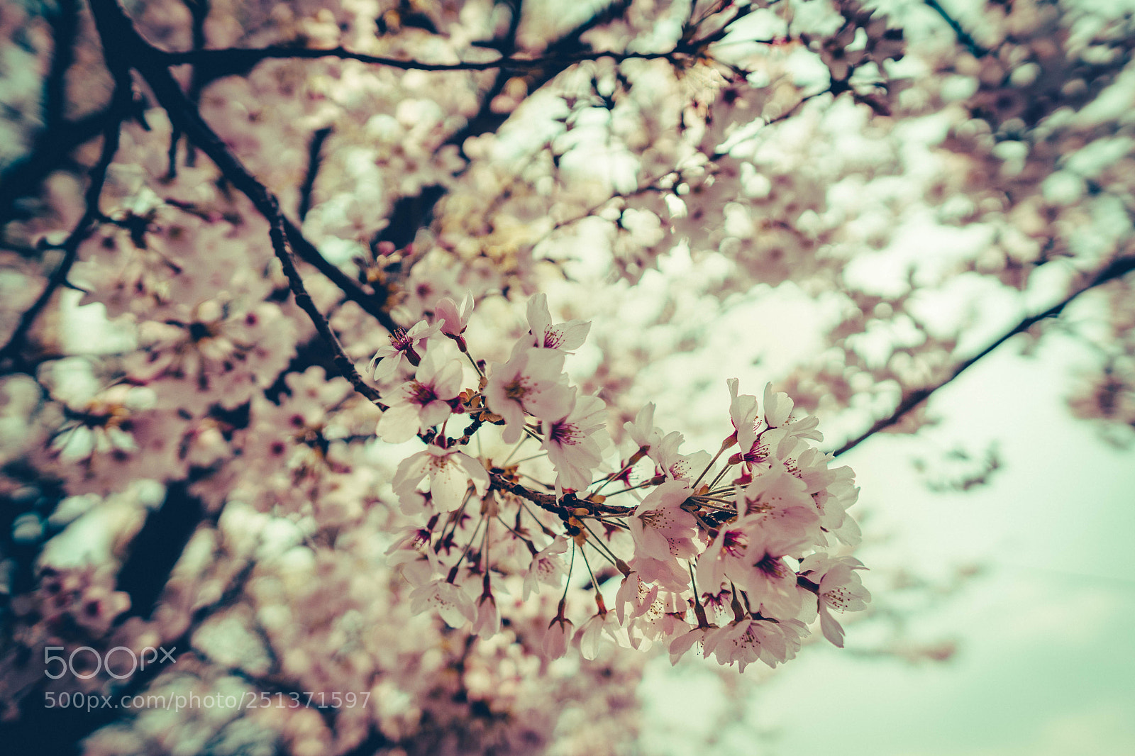 Sony a6500 sample photo. Cherry blossoms photography