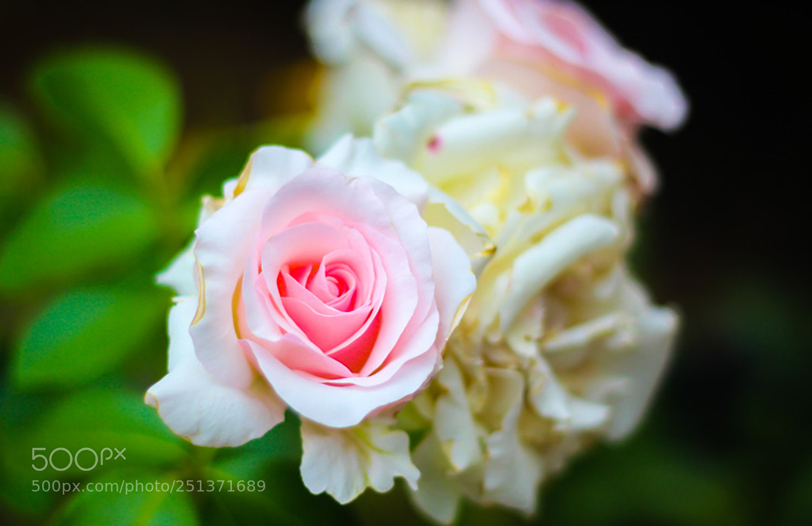 Canon EOS 600D (Rebel EOS T3i / EOS Kiss X5) sample photo. Pink rose flower in photography