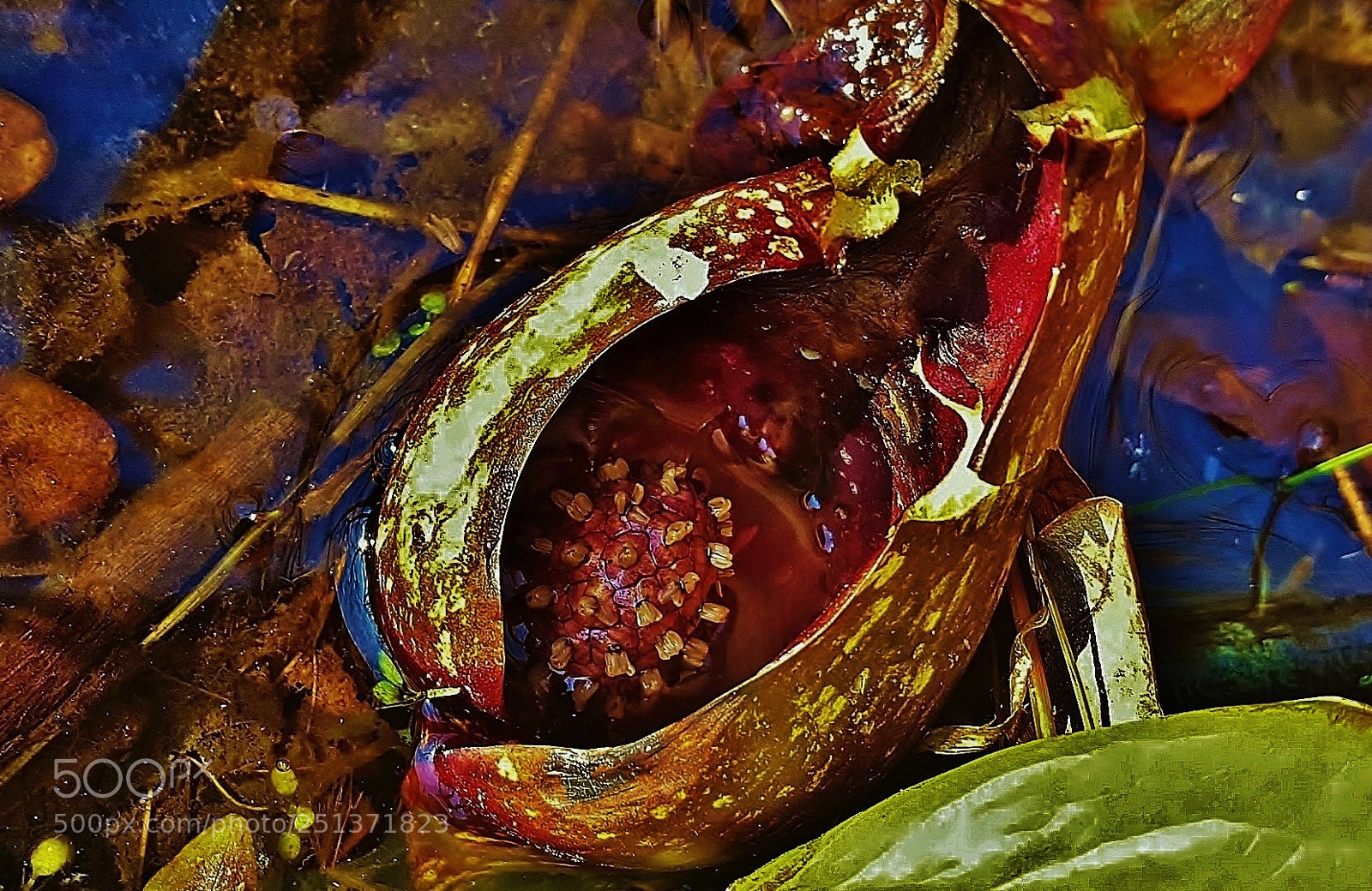 Samsung Galaxy S6 sample photo. Mckeldin skunk cabbage 2018 photography
