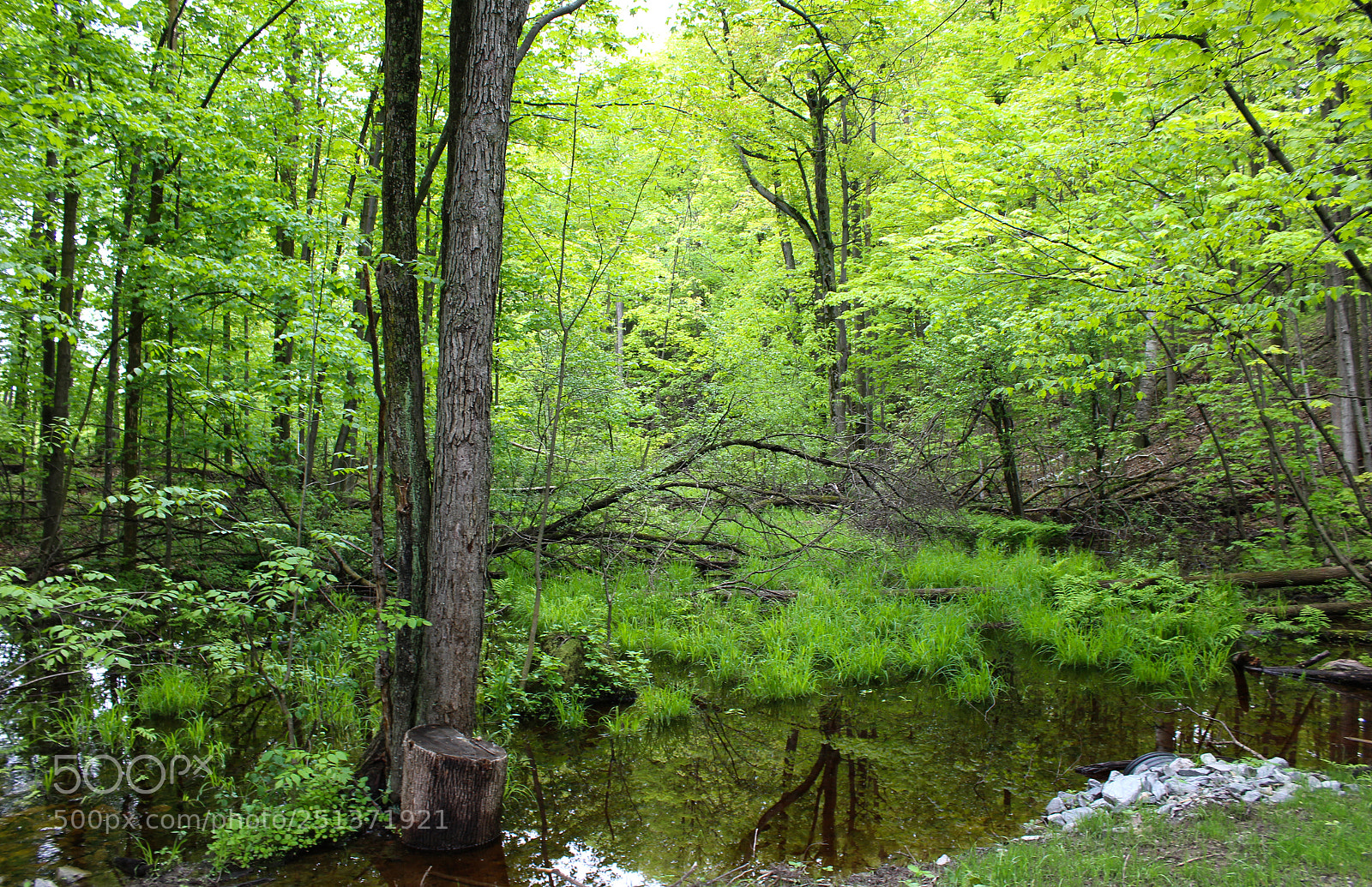 Canon EOS 1200D (EOS Rebel T5 / EOS Kiss X70 / EOS Hi) sample photo. Forest creek photography