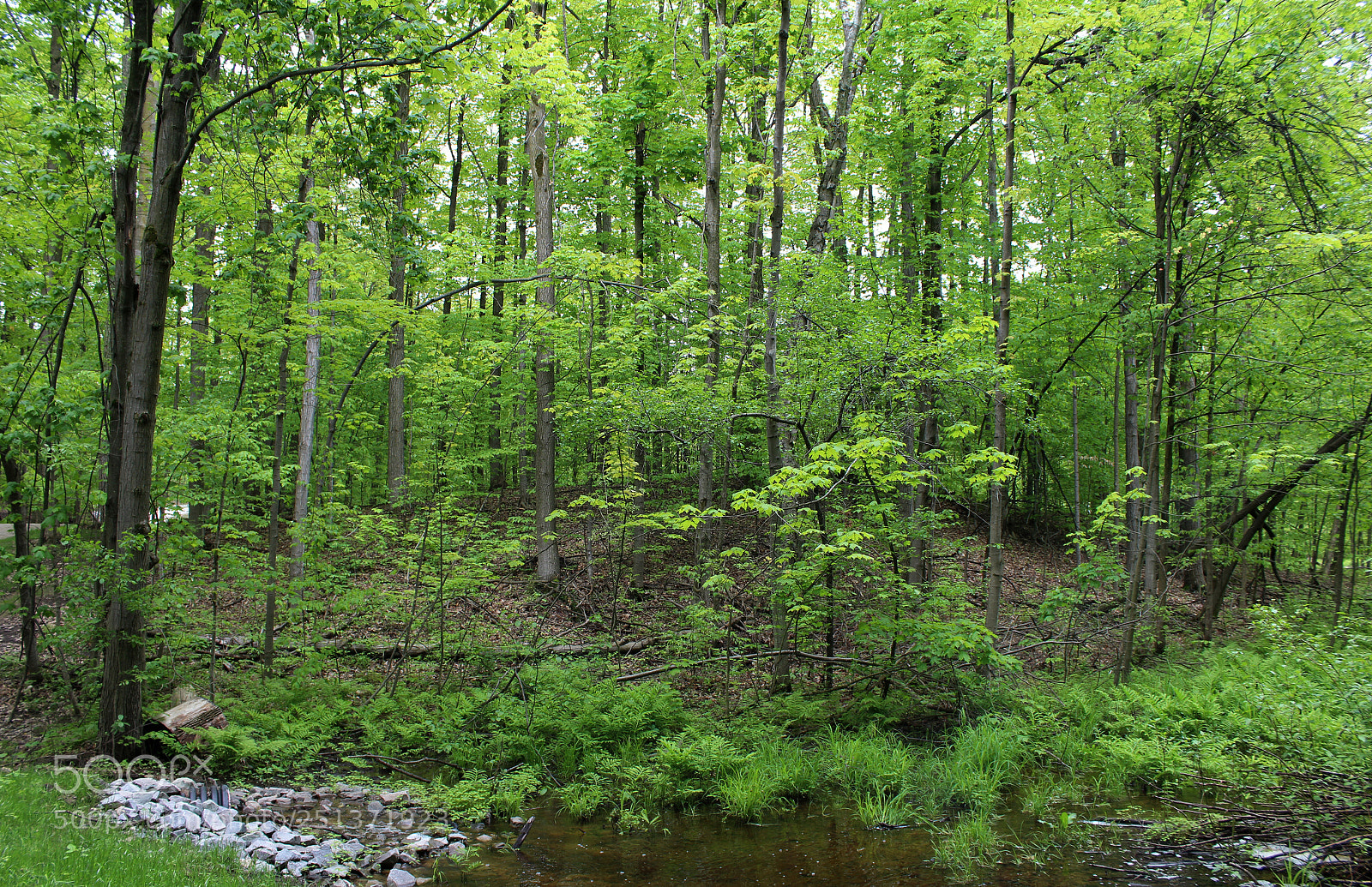 Canon EOS 1200D (EOS Rebel T5 / EOS Kiss X70 / EOS Hi) sample photo. Forest creek photography