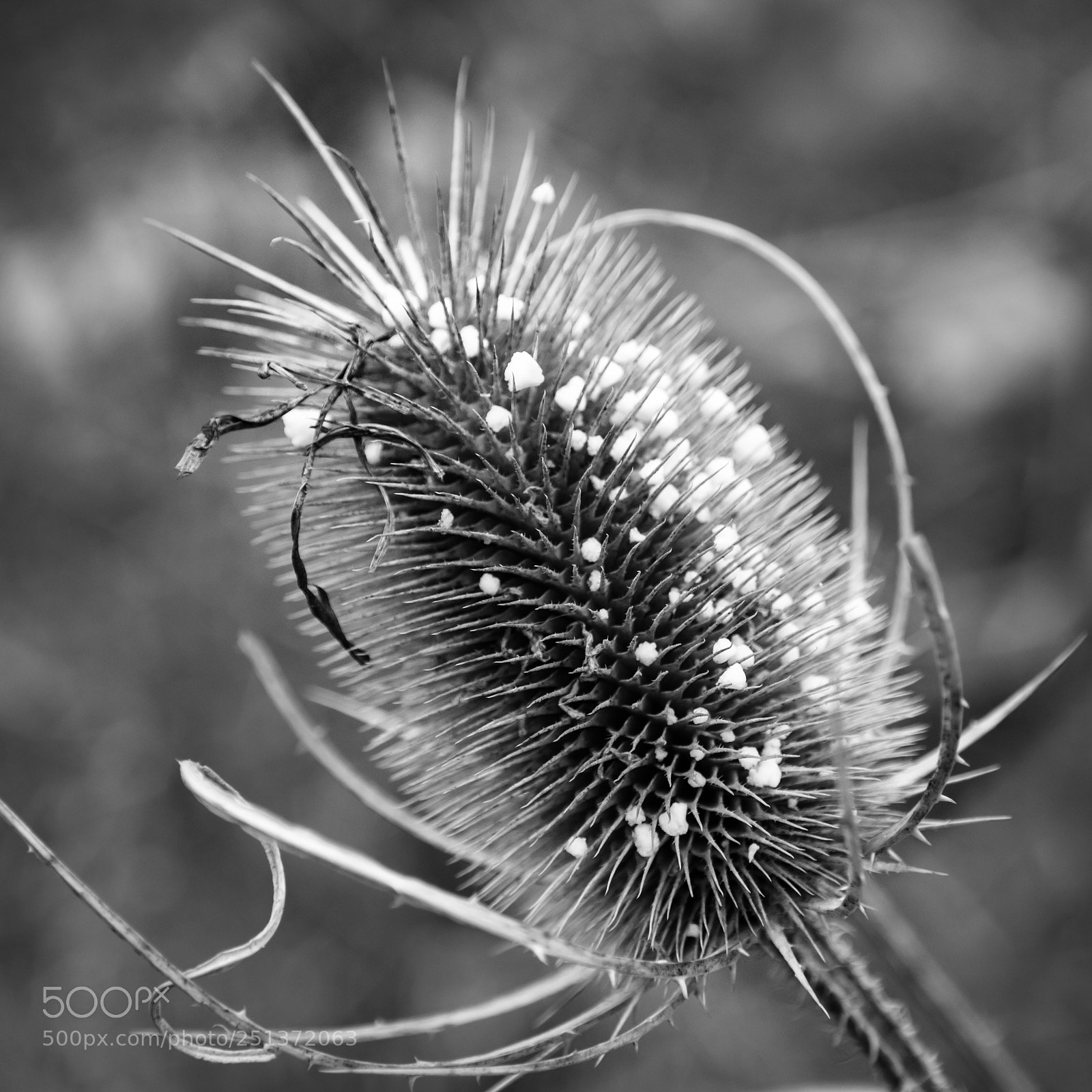 Canon EOS 80D sample photo. Thistle & hail photography