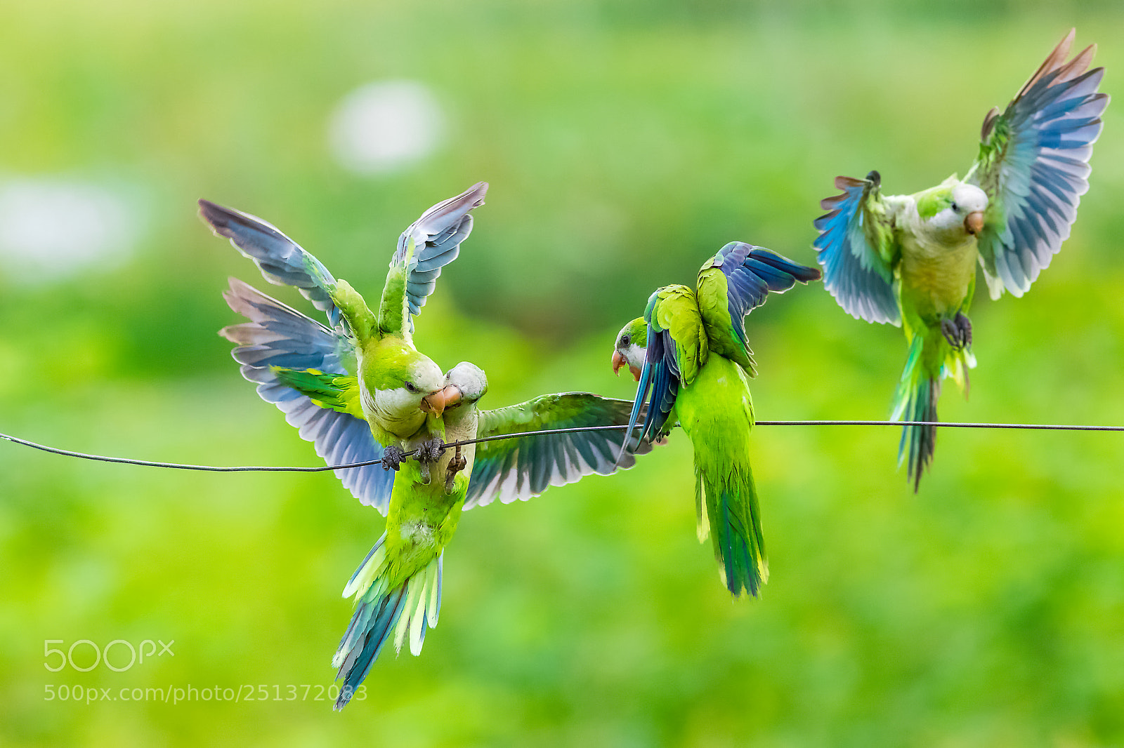 Canon EOS 5D Mark IV sample photo. Angry birds photography