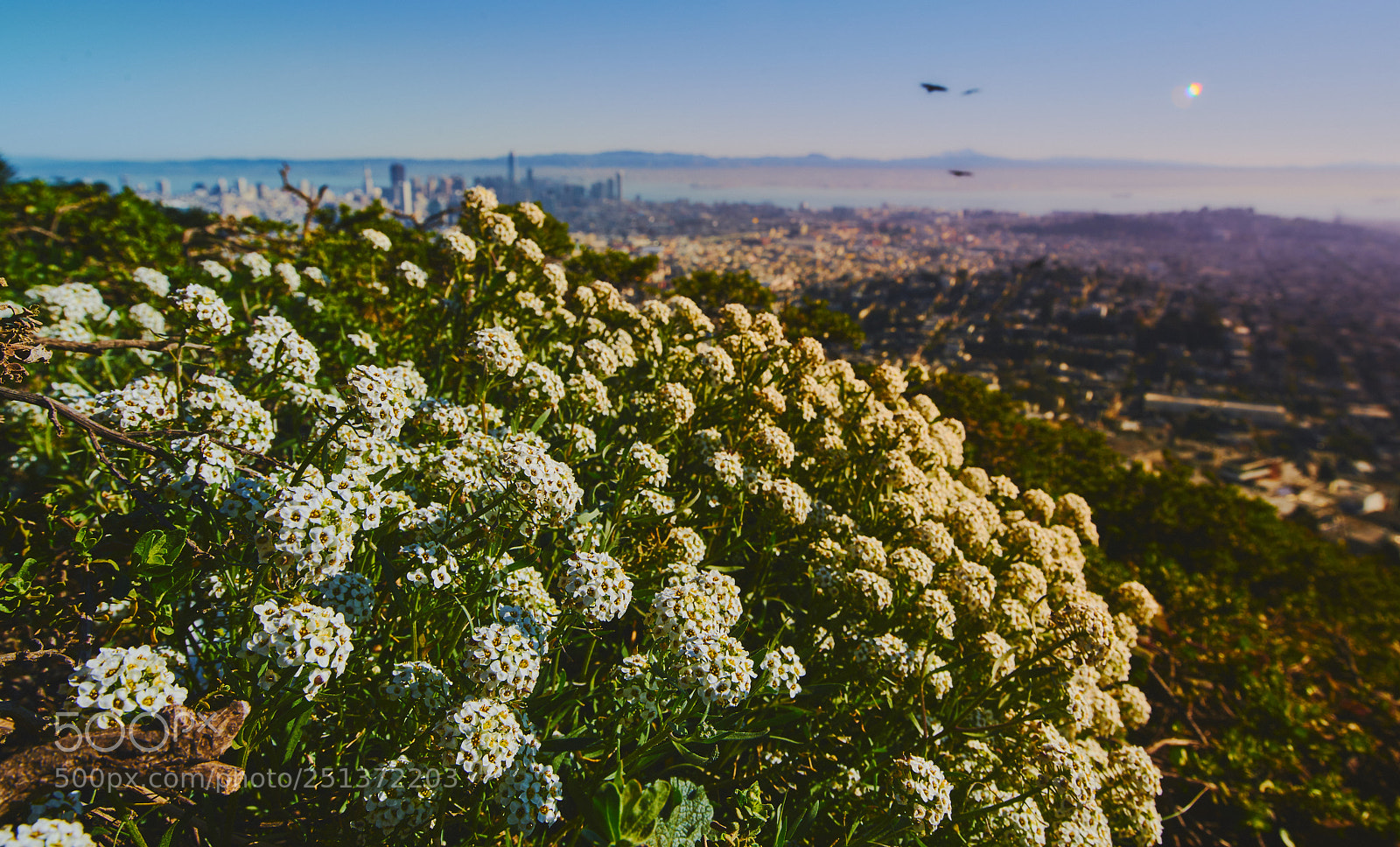 Sony a7R II sample photo. San fransisco 2018 photography