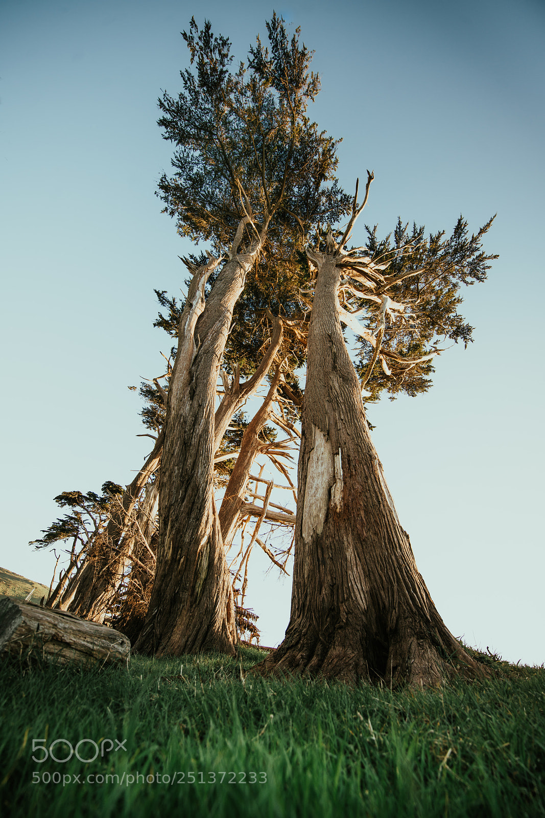Sony a7R II sample photo. San fransisco 2018 photography