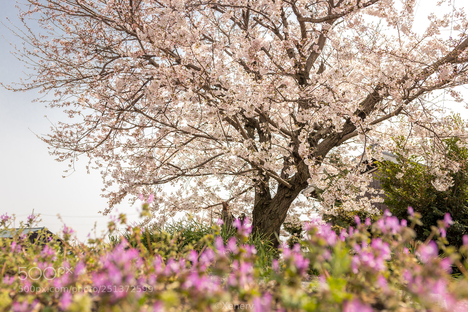Canon EOS 80D sample photo. Sakura photography