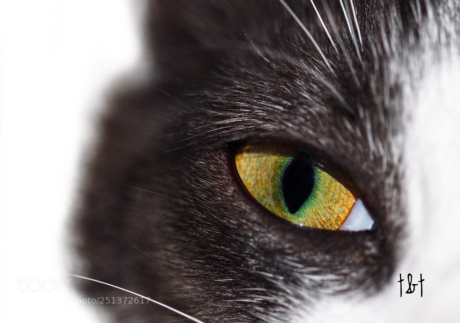 Canon EOS 7D sample photo. Untitled photography