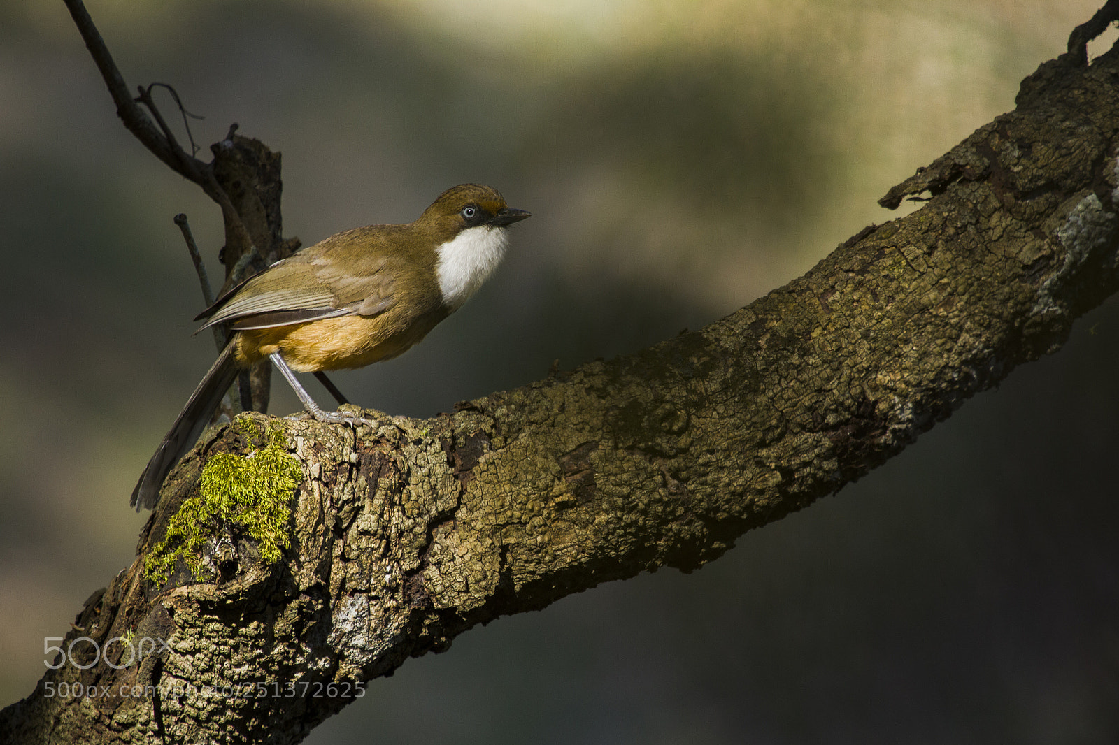 Canon EOS 7D sample photo. White-throated laughingthrush photography