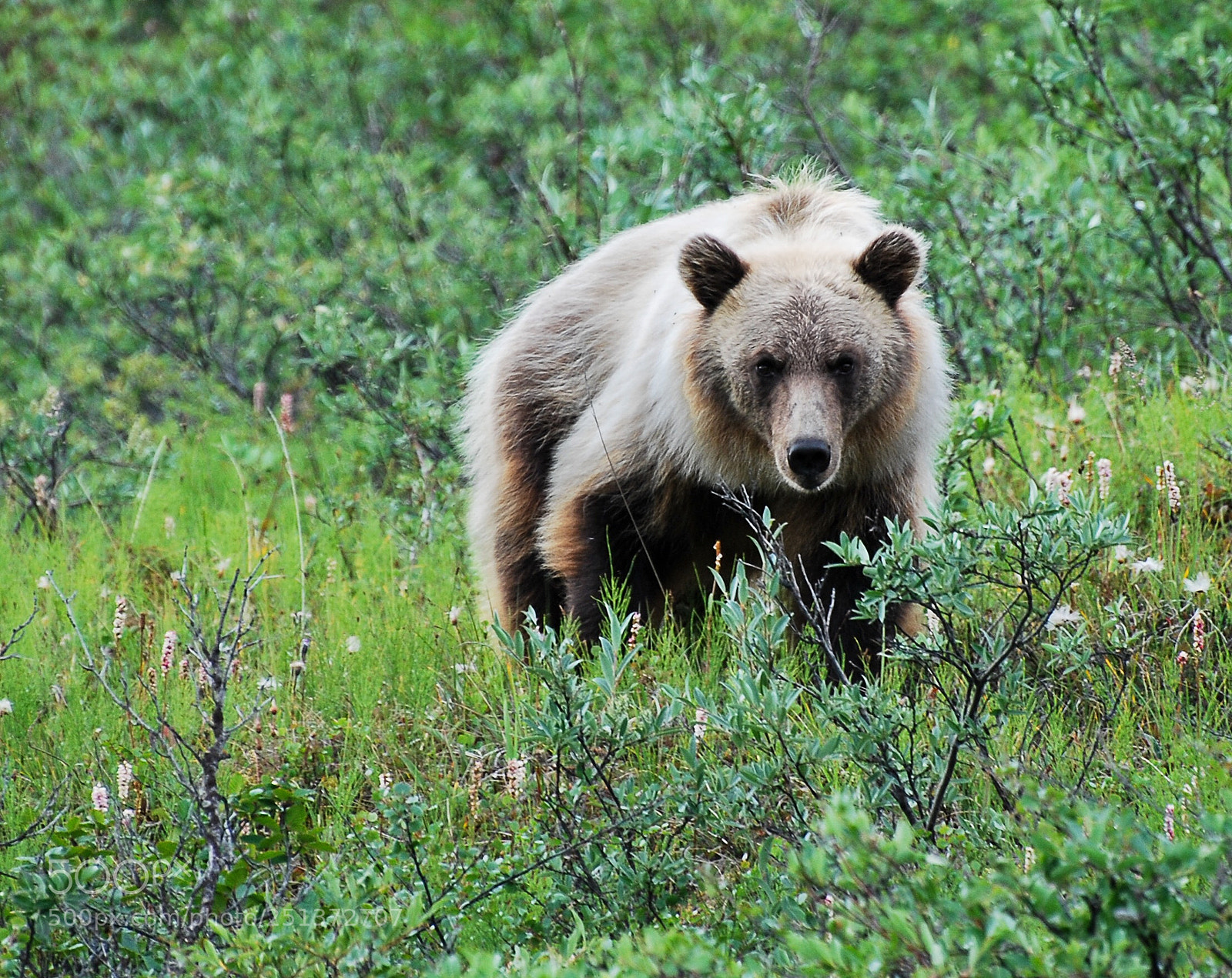 Nikon D60 sample photo. Grizzly stare down  photography