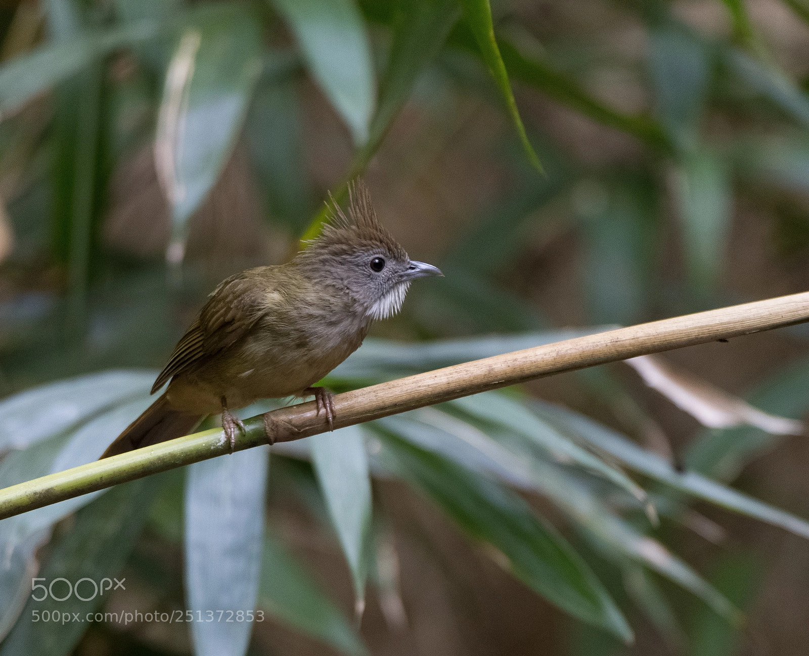 Nikon D500 sample photo. Puff throat bulbul  photography
