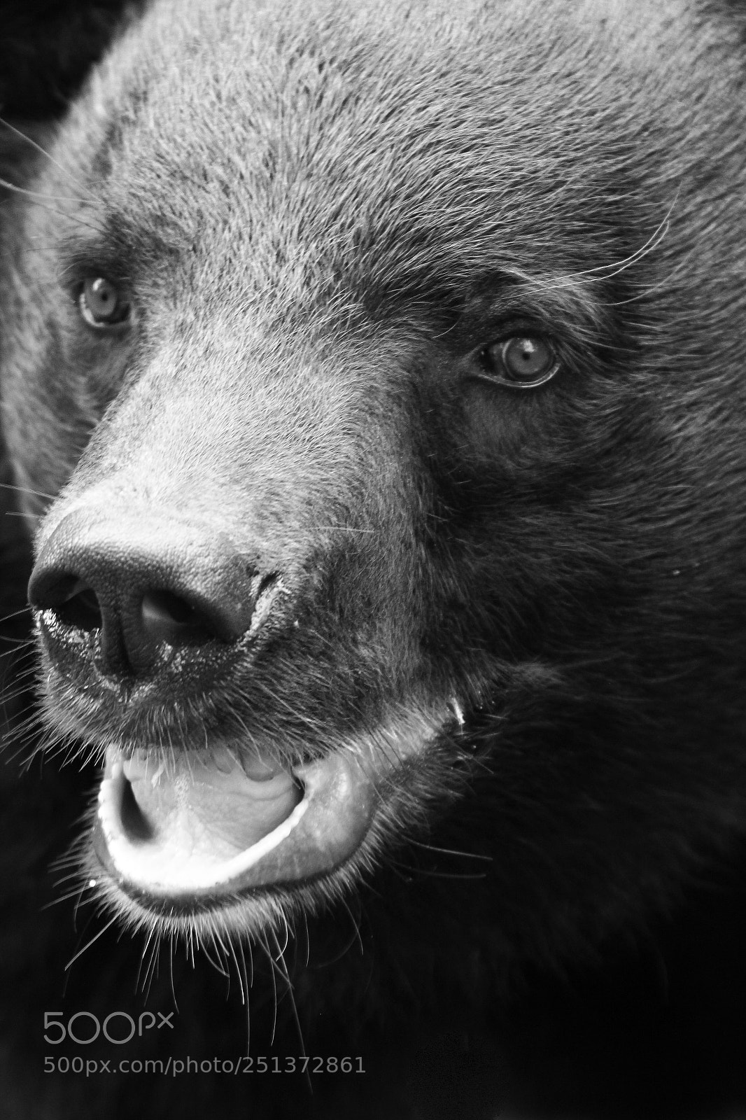 Canon EOS 550D (EOS Rebel T2i / EOS Kiss X4) sample photo. Taiwan black bear photography