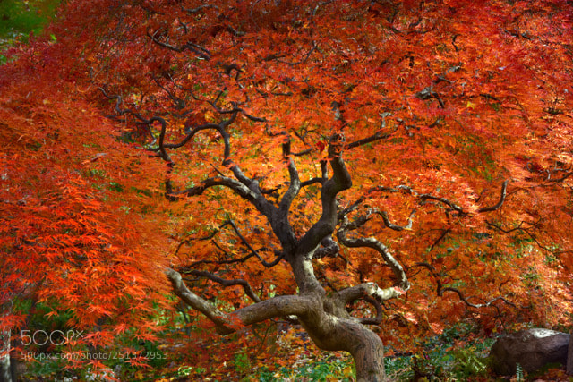 Nikon D810 sample photo. Maple splendor photography
