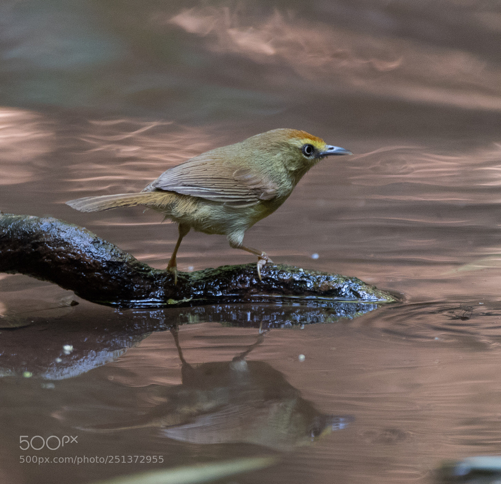 Nikon D500 sample photo. Pin-striped tit babbler photography