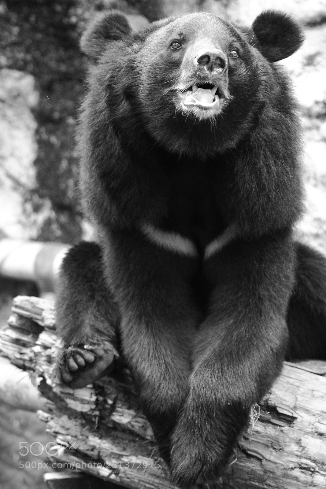 Canon EOS 550D (EOS Rebel T2i / EOS Kiss X4) sample photo. Taiwan black bear photography