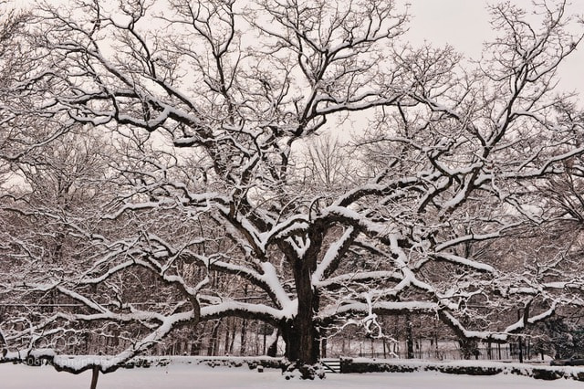 Nikon D700 sample photo. Bedford oak photography