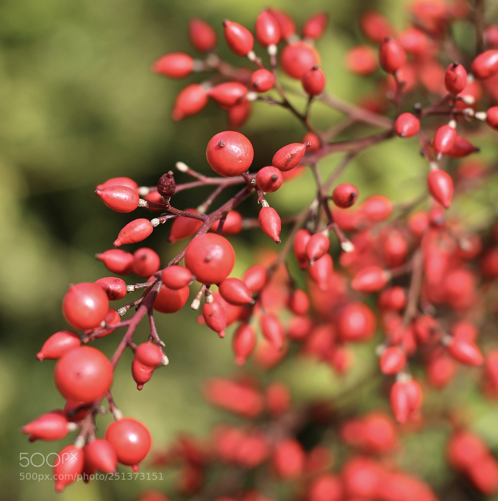 Canon EOS 700D (EOS Rebel T5i / EOS Kiss X7i) sample photo. Plenty berry photography