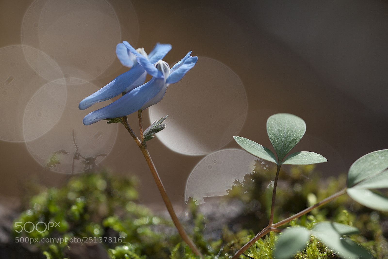 Canon EOS 5D Mark II sample photo. Common corydalis photography