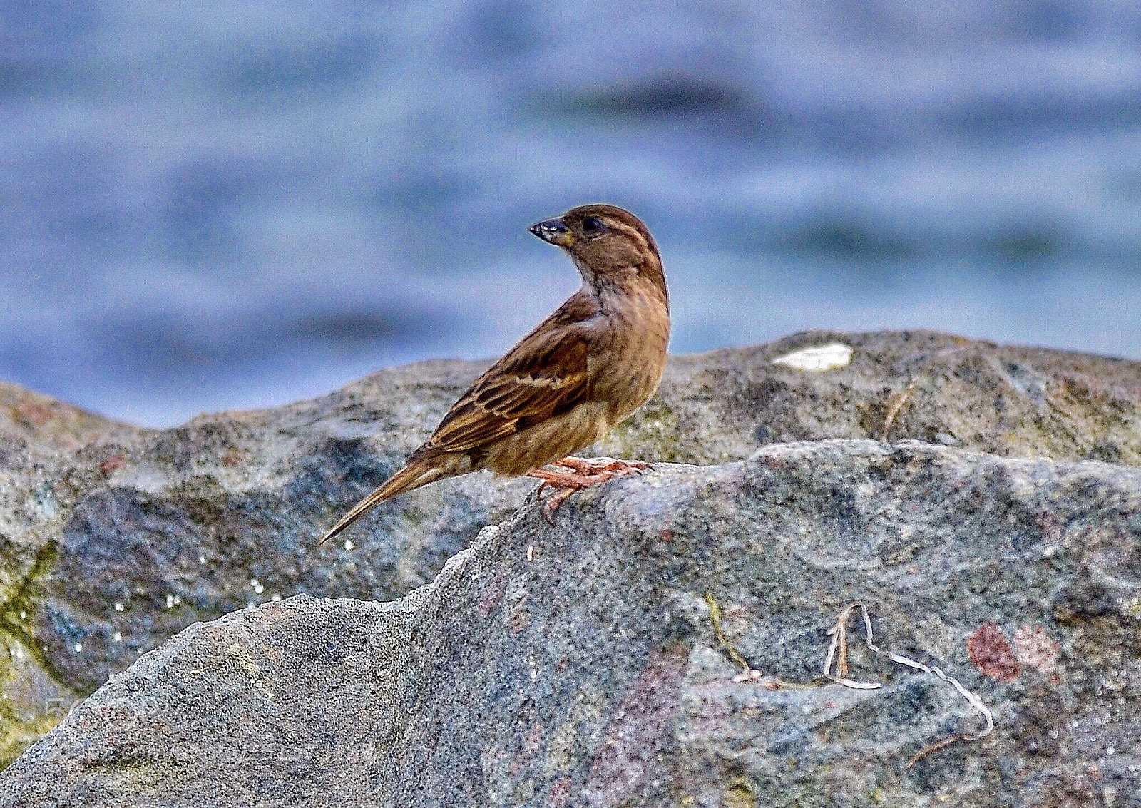 Nikon D7000 sample photo. Sparrow photography