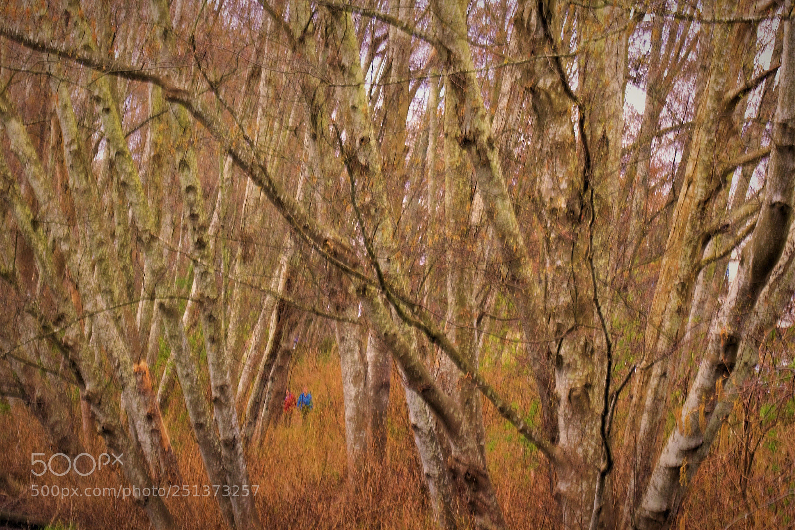 Canon EOS 60D sample photo. Lost in woods -- 林中迷失 photography