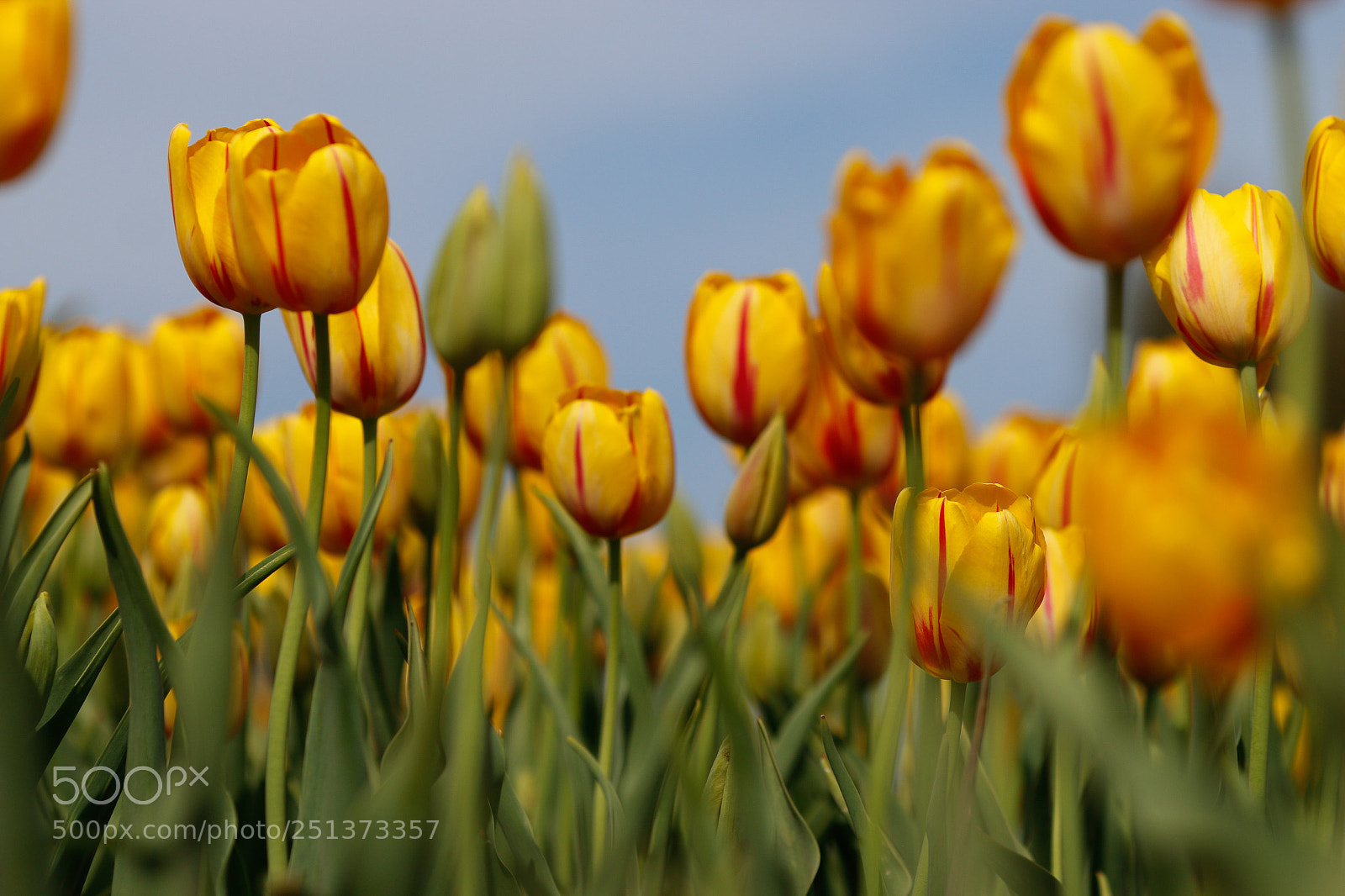Canon EOS 70D sample photo. Tulip forest 2 photography