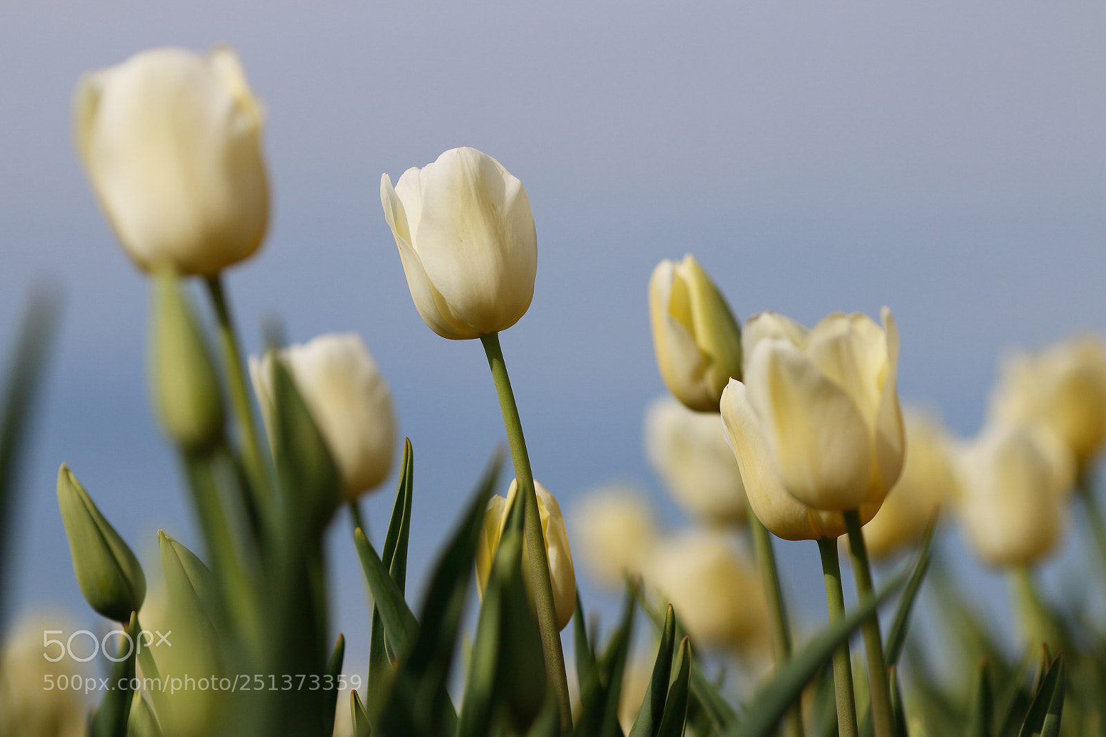 Canon EOS 70D sample photo. Tulip forest photography