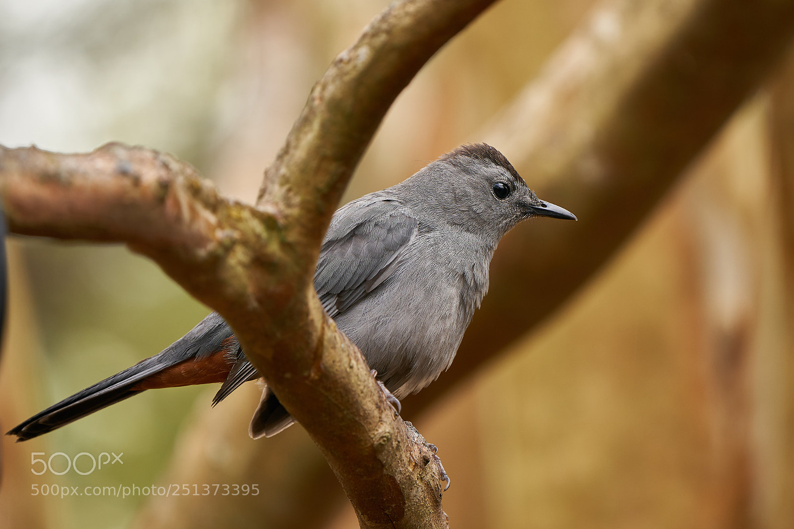 Sony a9 sample photo. Gray catbird photography