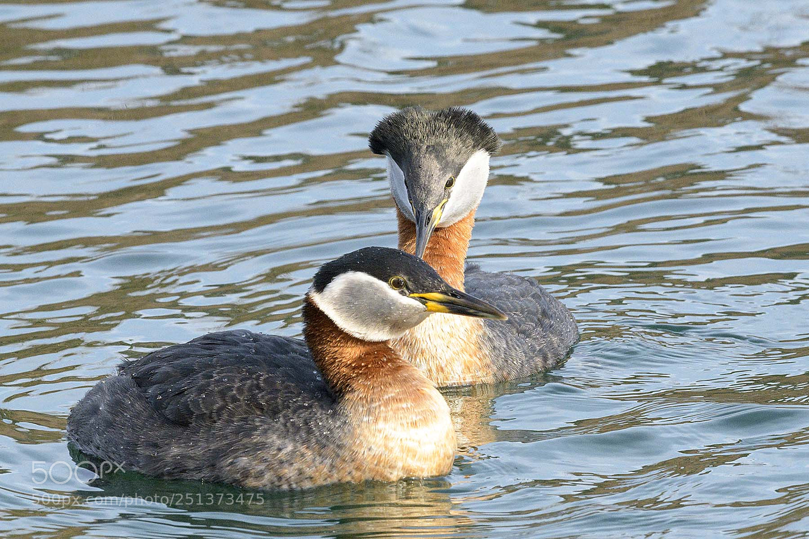 Nikon D850 sample photo. Red necked grebes pair photography