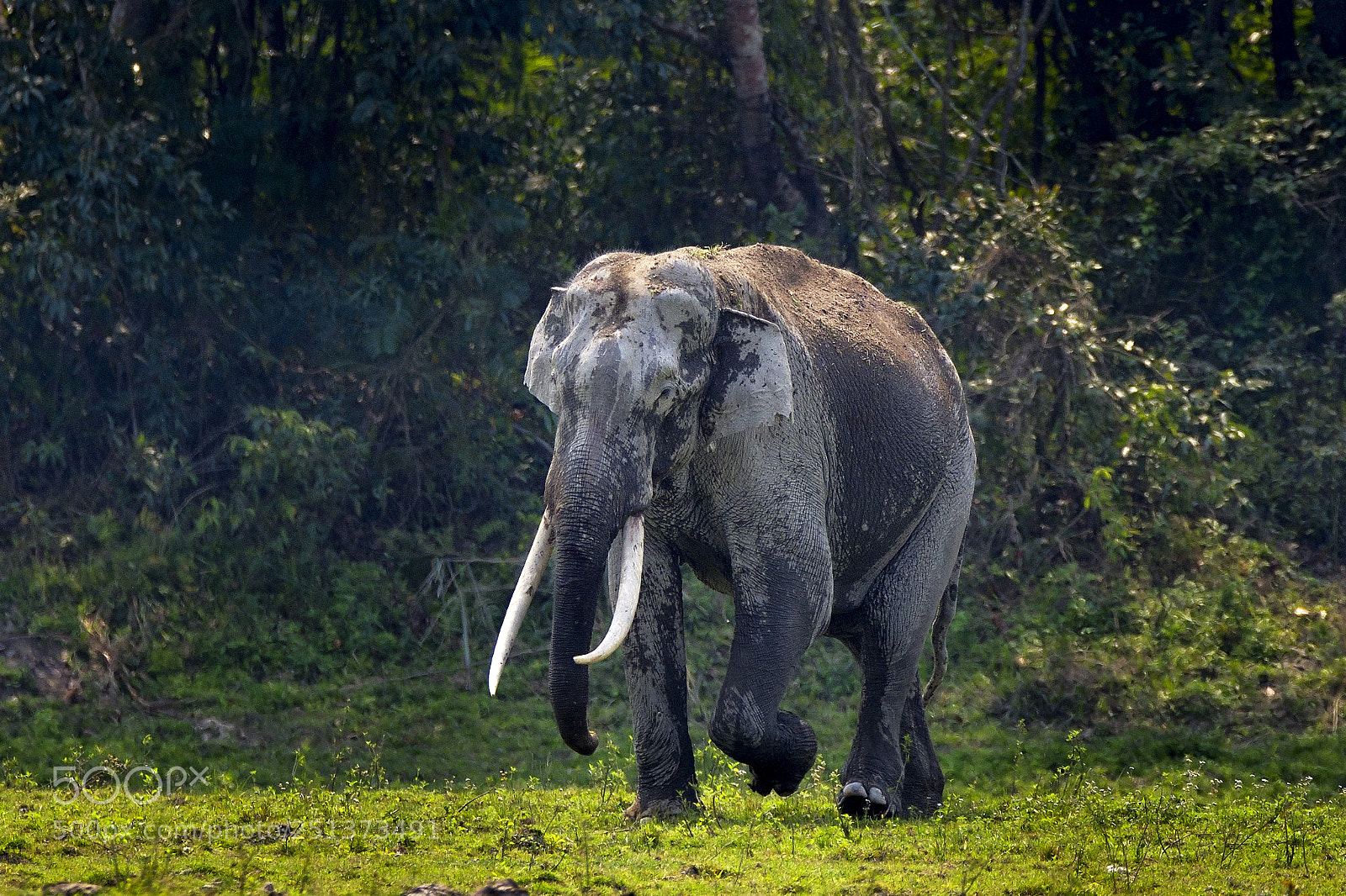 Nikon D500 sample photo. Chargingbullelephant photography