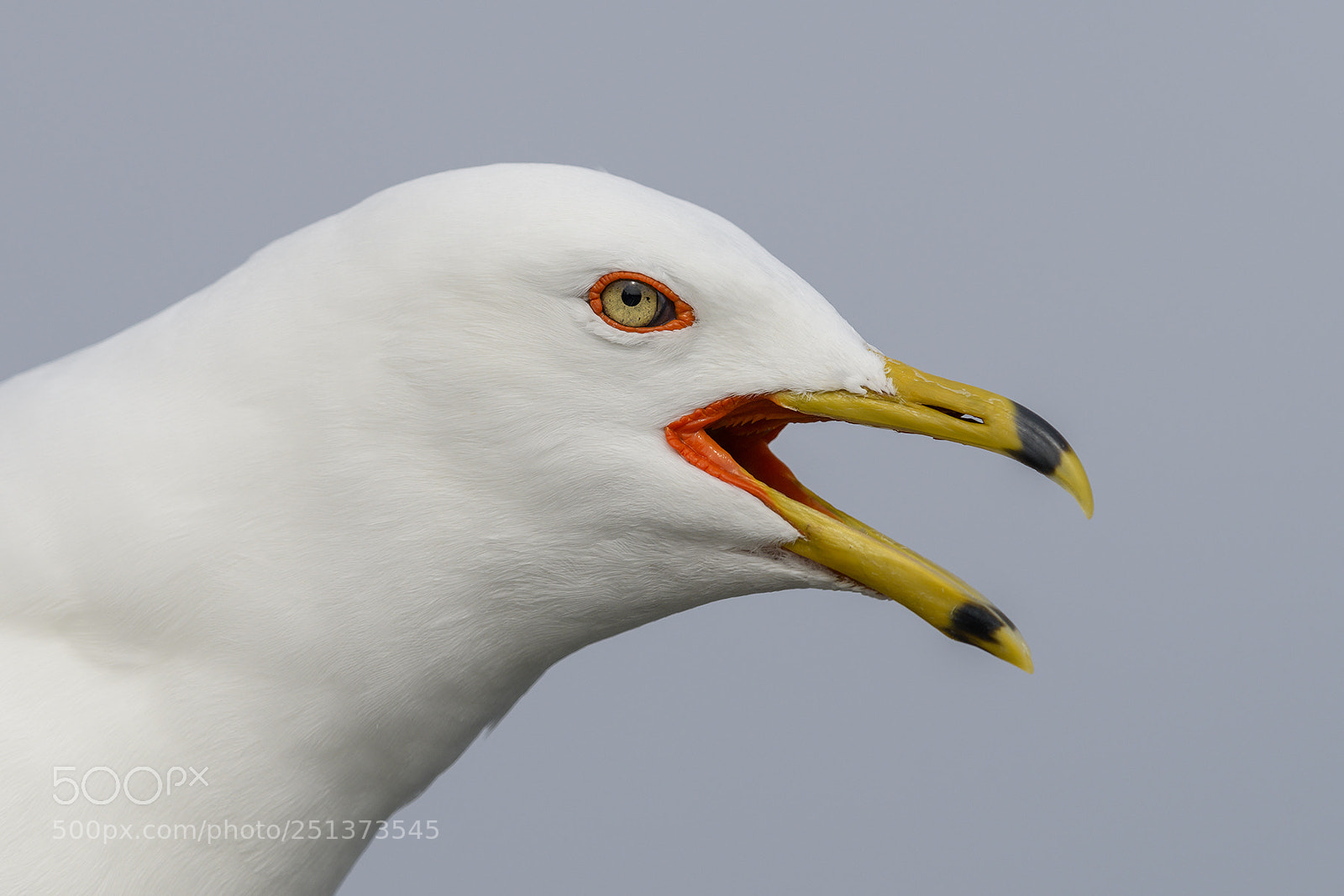 Nikon D850 sample photo. Ring billed gull photography