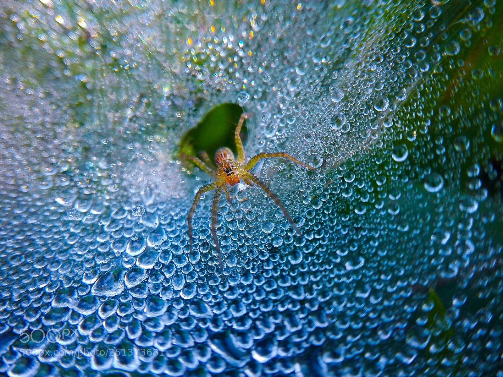 HUAWEI P8 Lite sample photo. Winter cobweb. photography