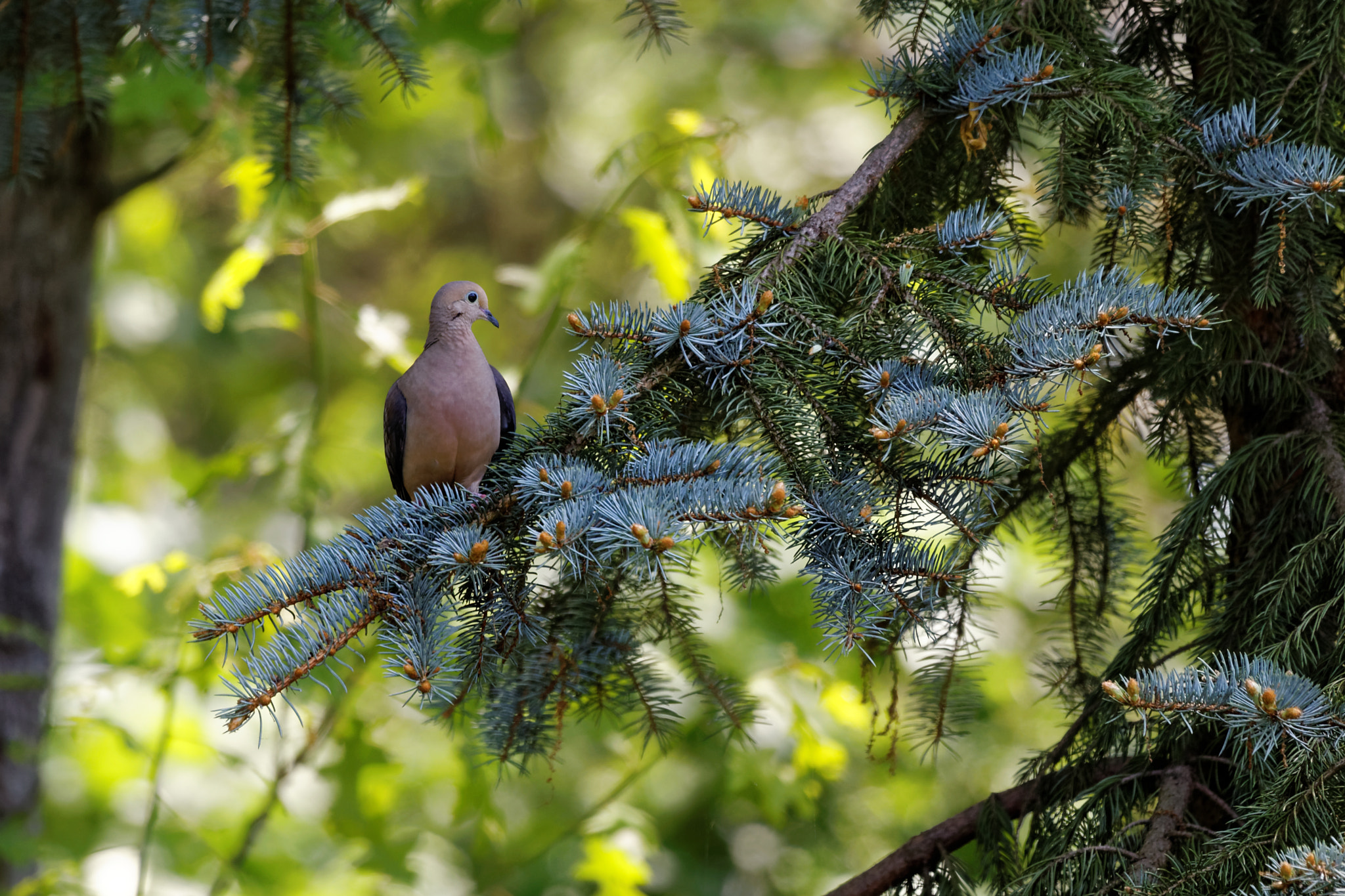 Canon EOS 6D + Canon EF 100-400mm F4.5-5.6L IS USM sample photo. Resting dove photography