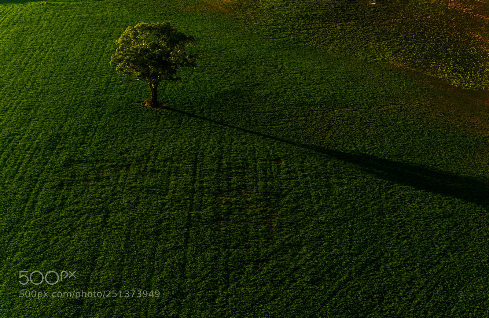 Nikon D7500 sample photo. Lone tree photography