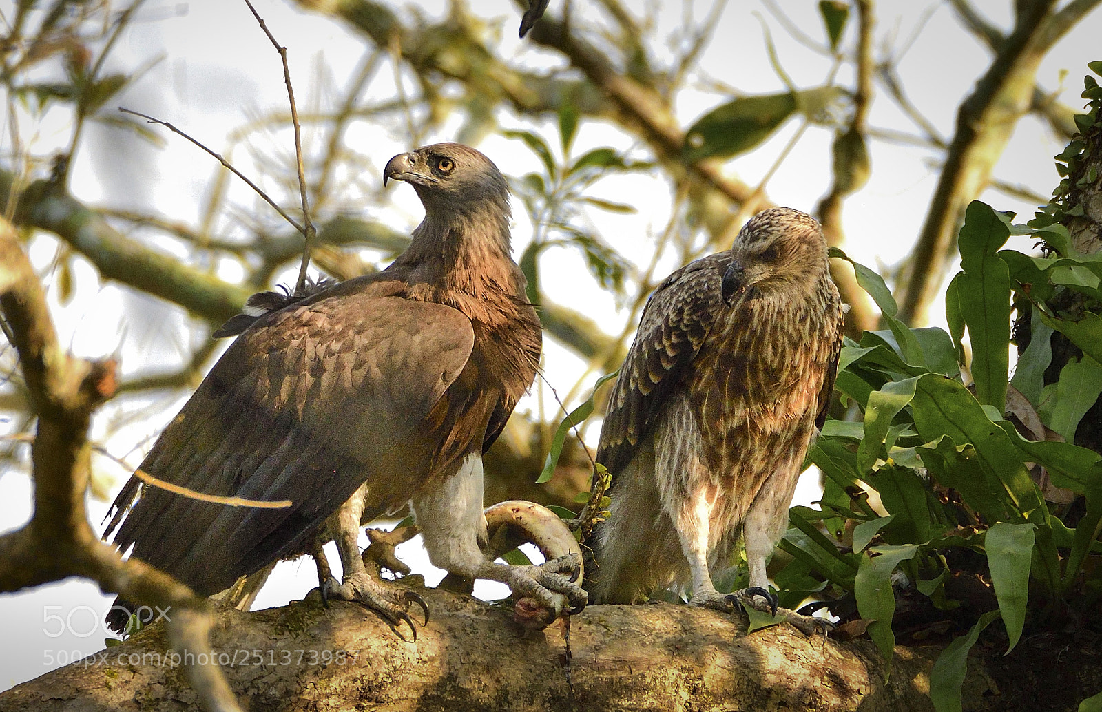 Nikon D500 sample photo. Greyheadedfisheaglecourtship photography
