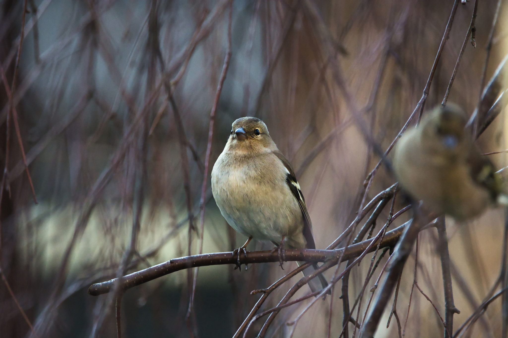 Sigma 150-600mm F5-6.3 DG OS HSM | C sample photo. A waterfall of twigs photography