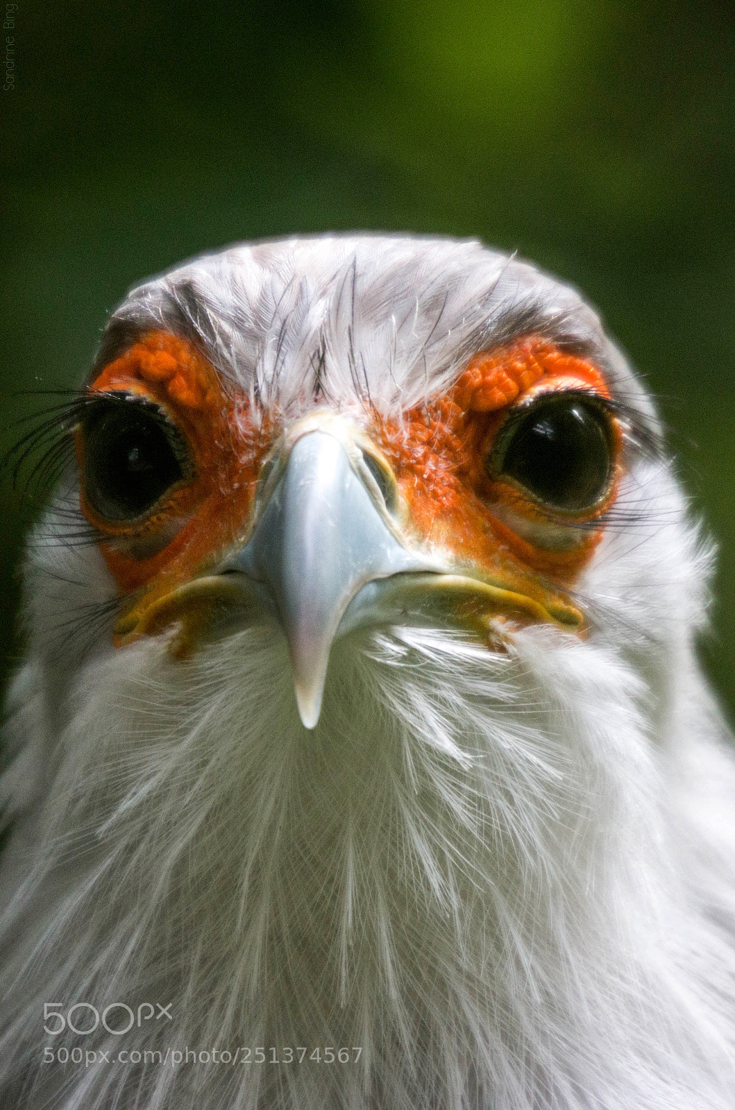 Canon EOS 70D sample photo. Les yeux dans les photography