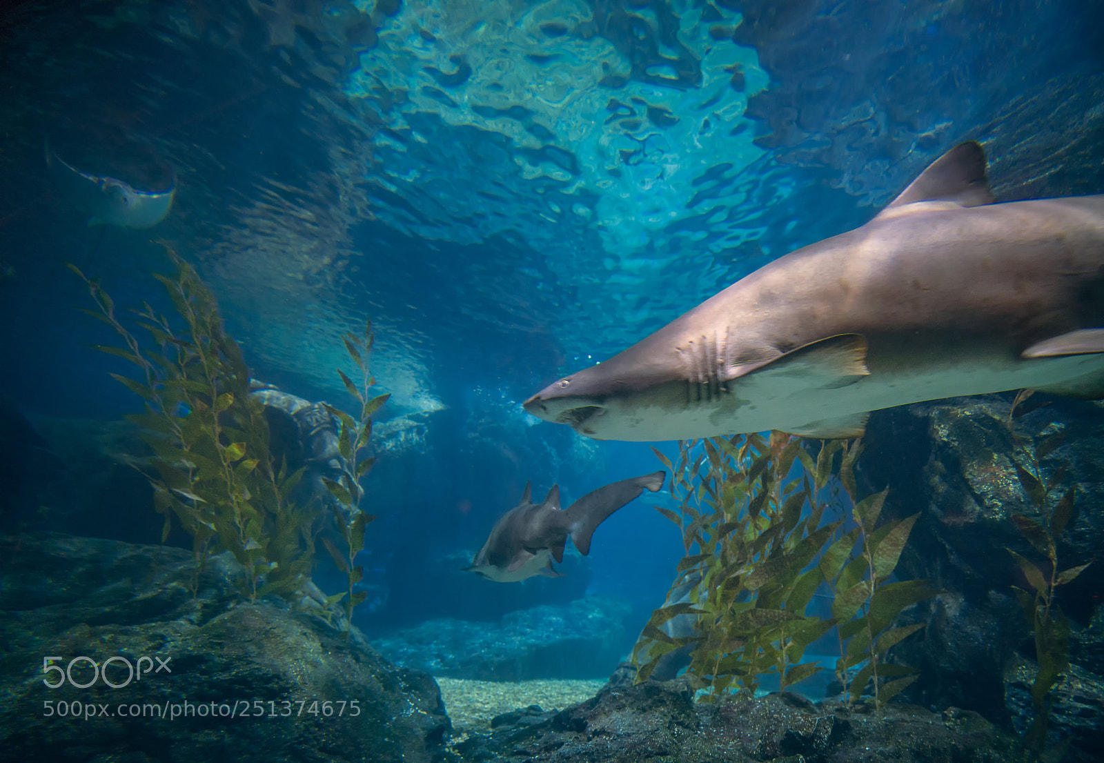 Sony a7R II sample photo. Shark photography