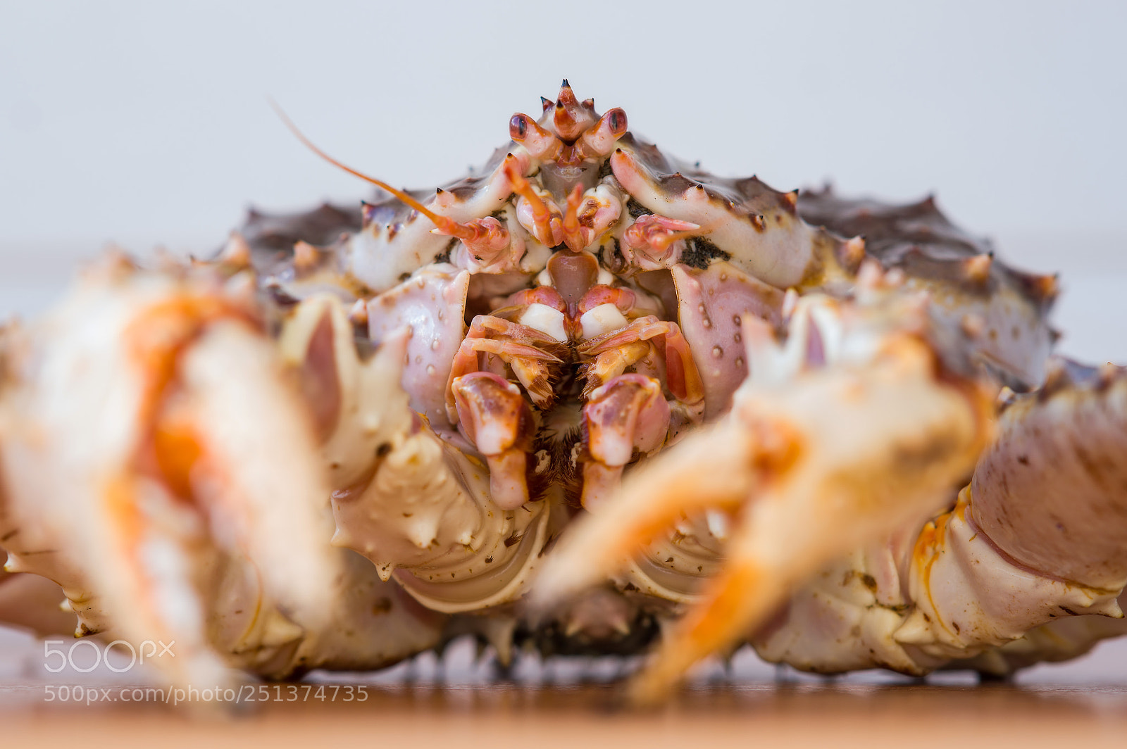 Sony Alpha DSLR-A850 sample photo. Kamchatka crab. close up. photography