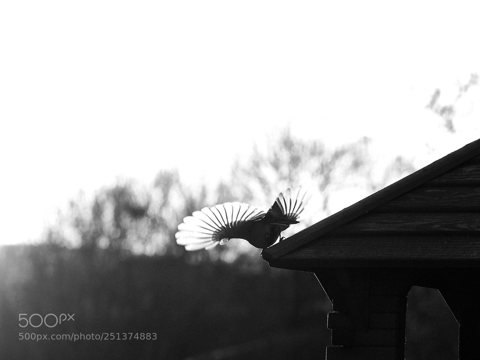 Nikon D500 sample photo. Untitled photography